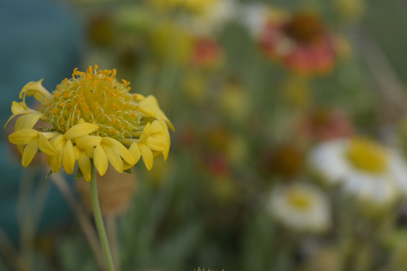 Nikon D5200 sample photo. Flower, garden, yellow photography
