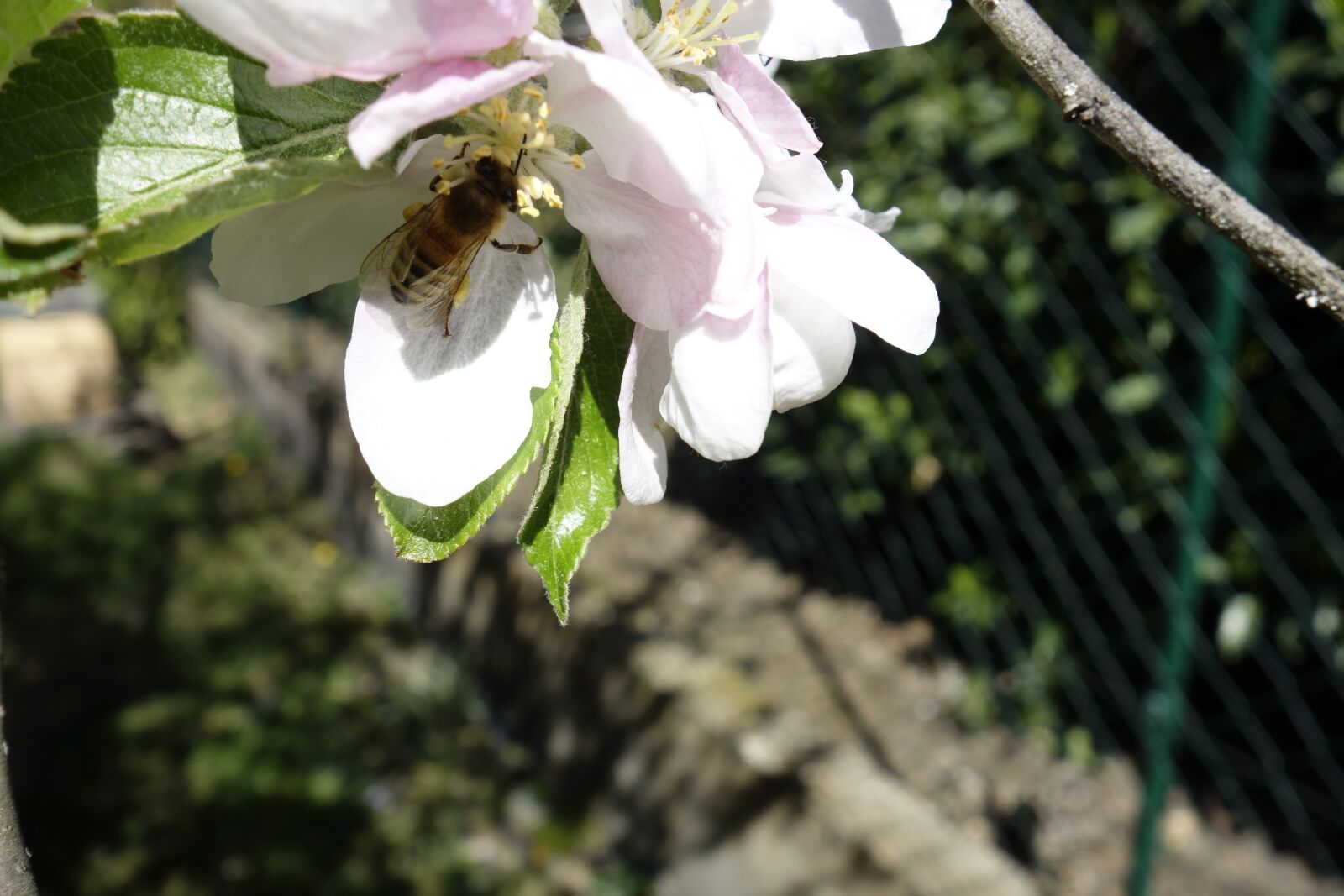 Sony Cyber-shot DSC-RX100 sample photo. Apple blossom, to, pollen photography