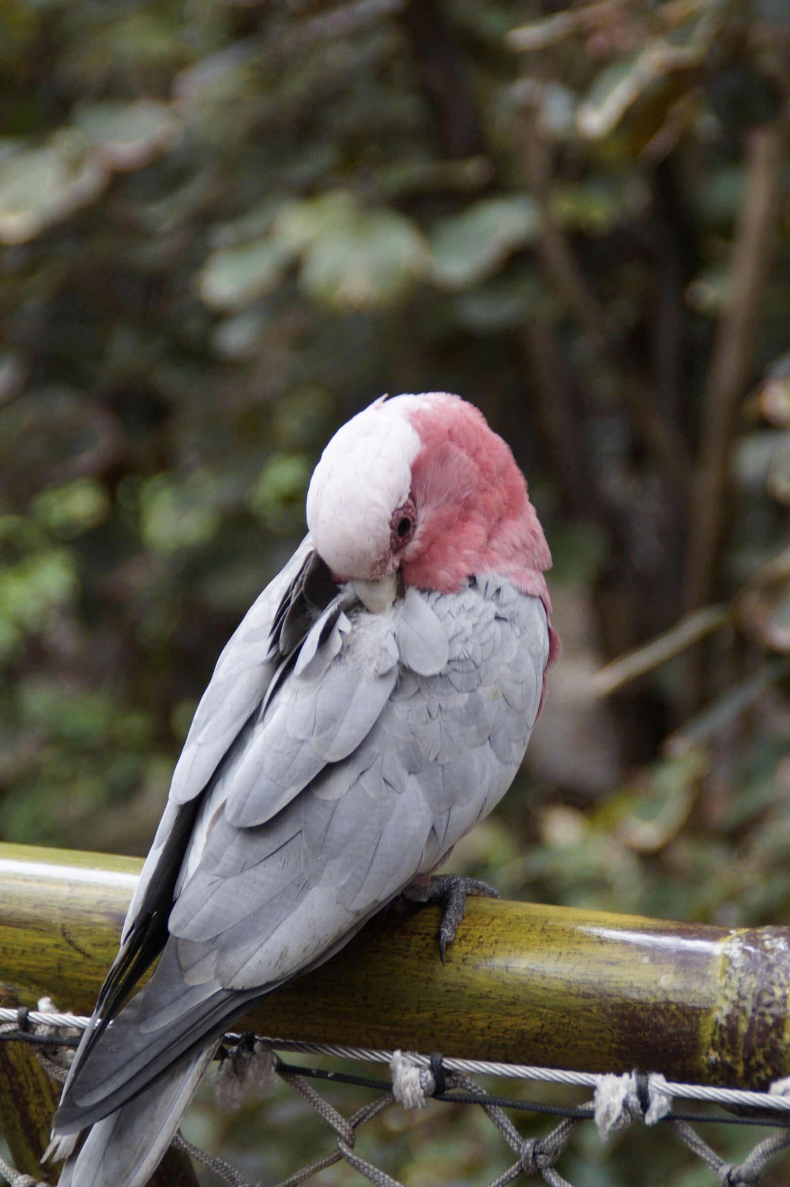 Sony SLT-A58 sample photo. Galah, australia, cockatoo photography