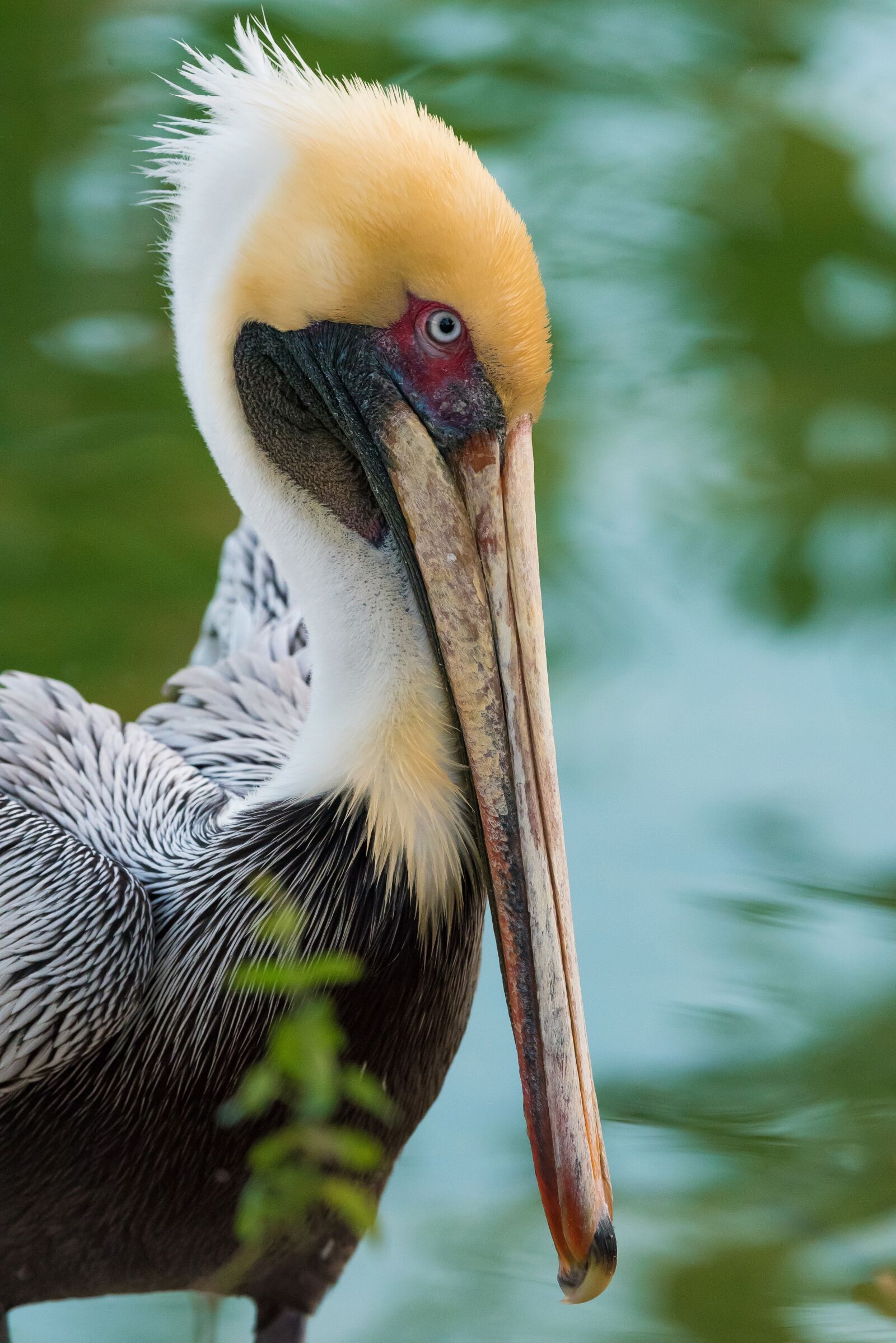Nikon D750 sample photo. Pelican, bird, wings photography