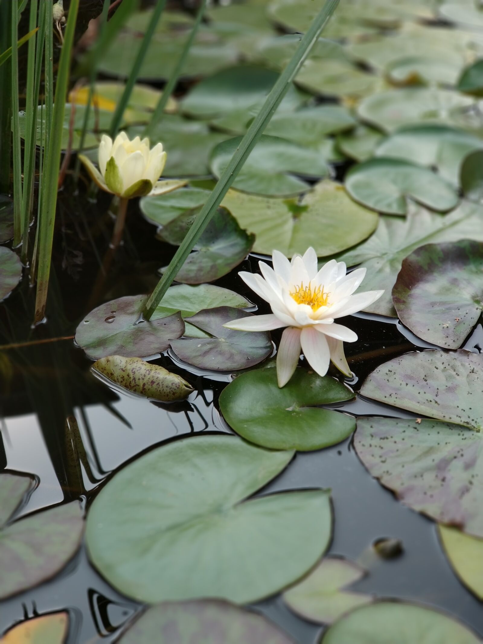 Xiaomi MI6 sample photo. Pond, water, flower photography
