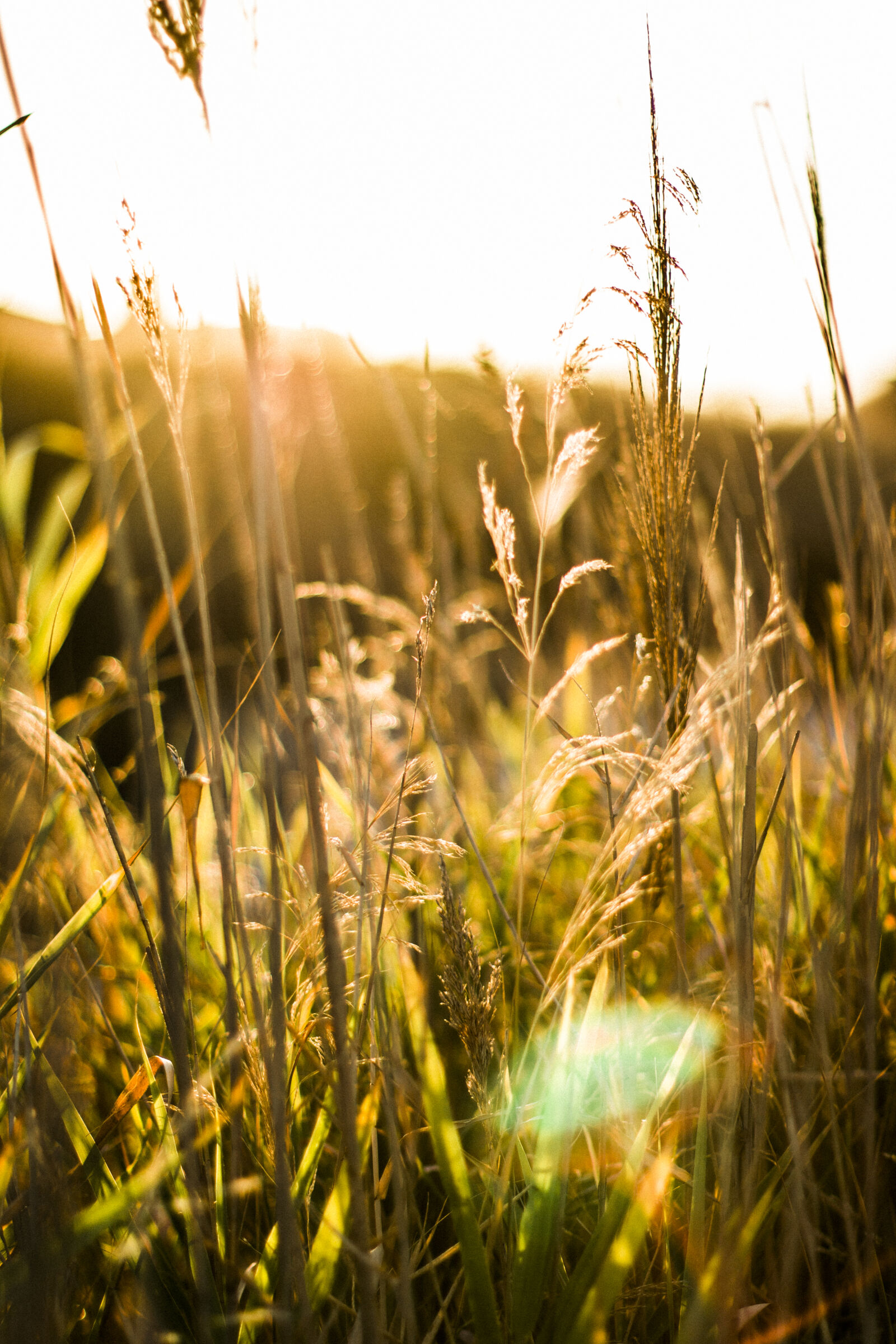 Canon EOS 70D + Canon EF 50mm F1.4 USM sample photo. Brown, wheat, with, sunrays photography