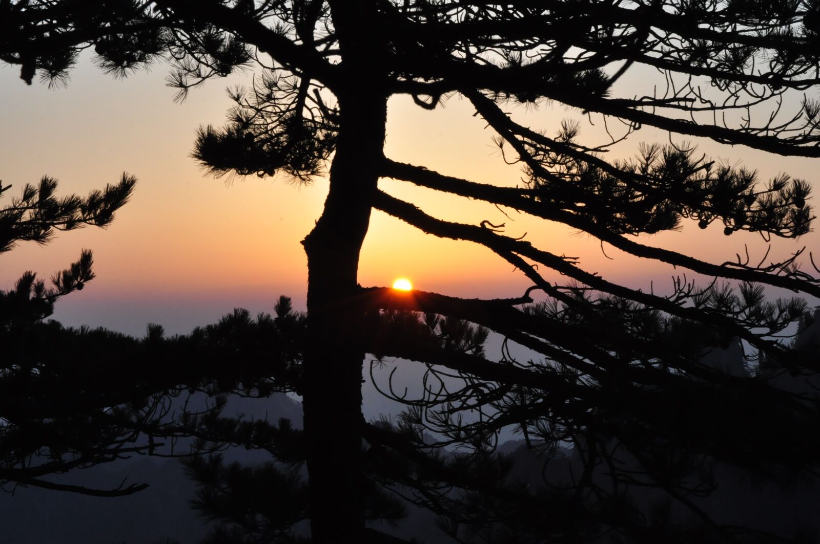 Nikon D90 sample photo. Tree, landscape, nature photography