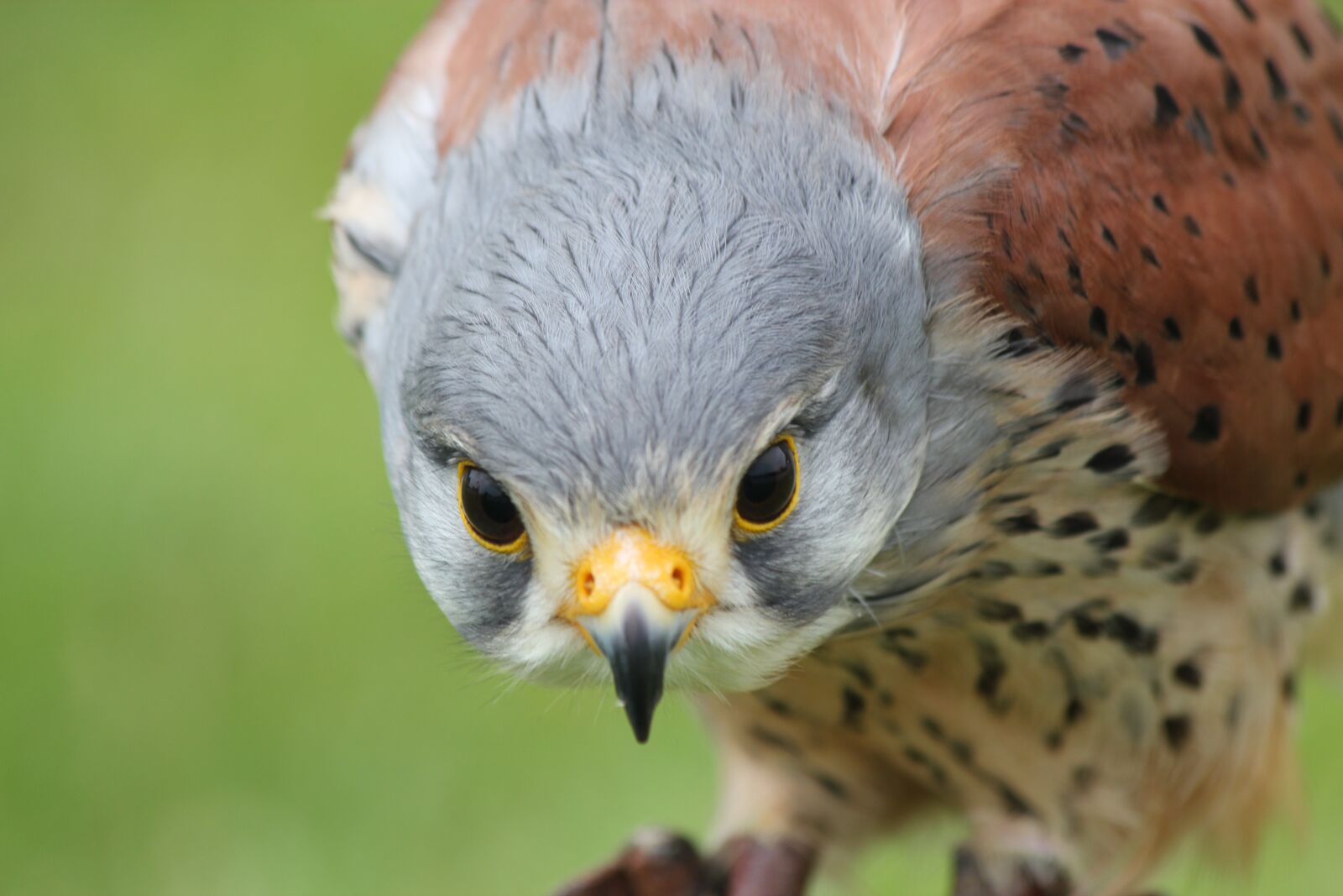 Canon EOS 550D (EOS Rebel T2i / EOS Kiss X4) sample photo. Kestrel, bird, prey photography