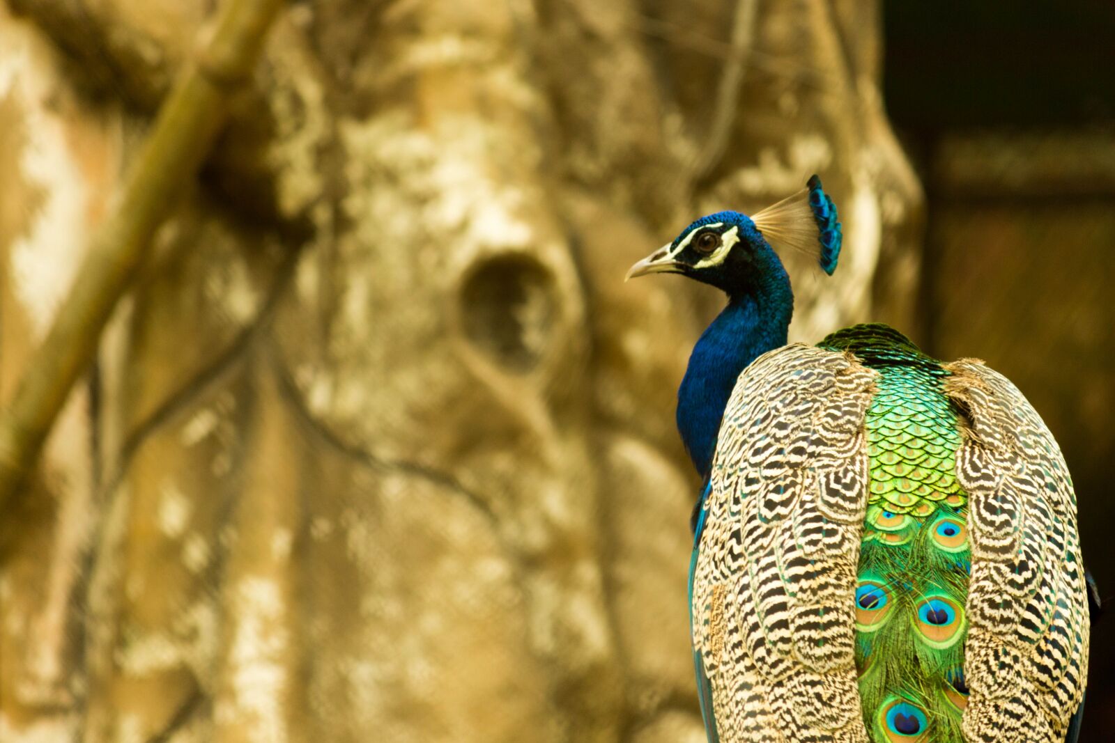 Canon EOS 700D (EOS Rebel T5i / EOS Kiss X7i) sample photo. Peacock, zoo, bird photography