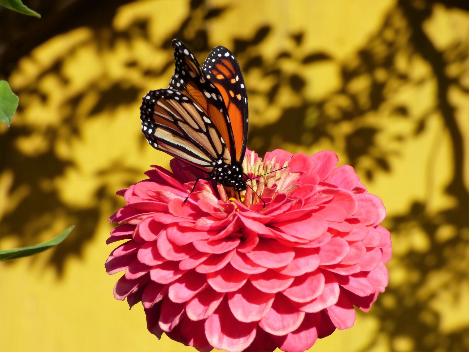 Panasonic Lumix DMC-FZ70 sample photo. Monarch butterfly, flower, wildflower photography