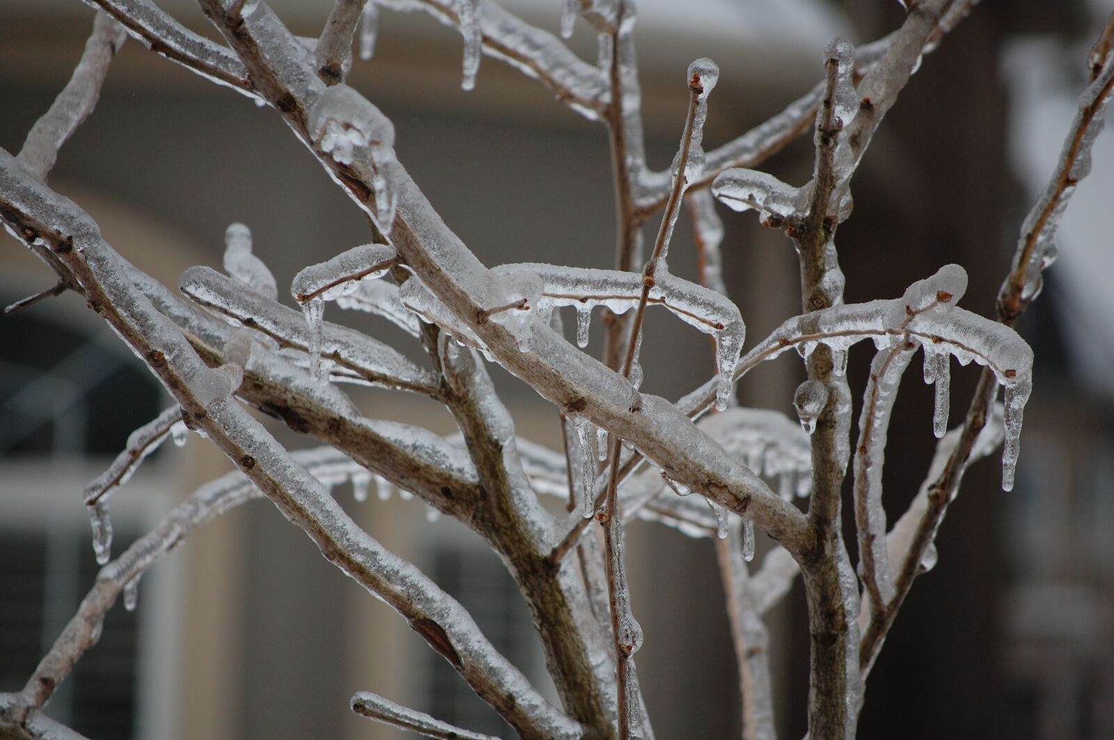 Nikon D40 sample photo. Branches, ice, winter photography