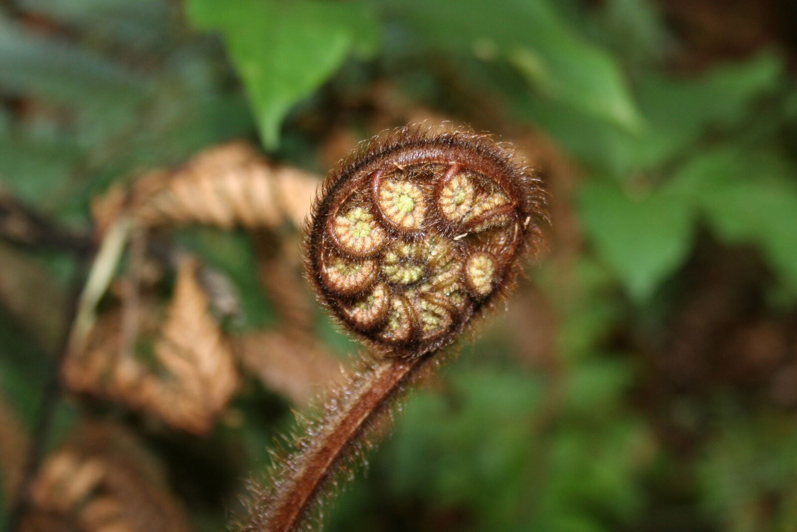 Canon EOS 350D (EOS Digital Rebel XT / EOS Kiss Digital N) sample photo. Fern, closed fern, nature photography