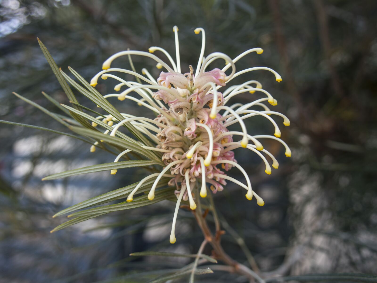 Canon EOS M6 sample photo. Flower, unique, new growth photography