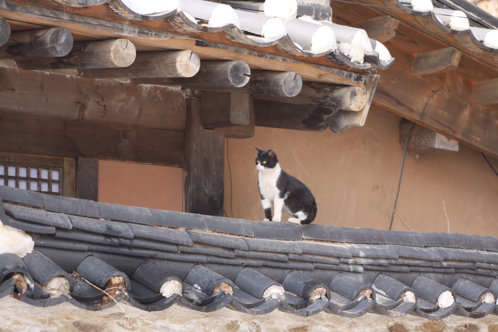 Canon EOS 50D sample photo. 기와, 기왓장, 고양이 photography