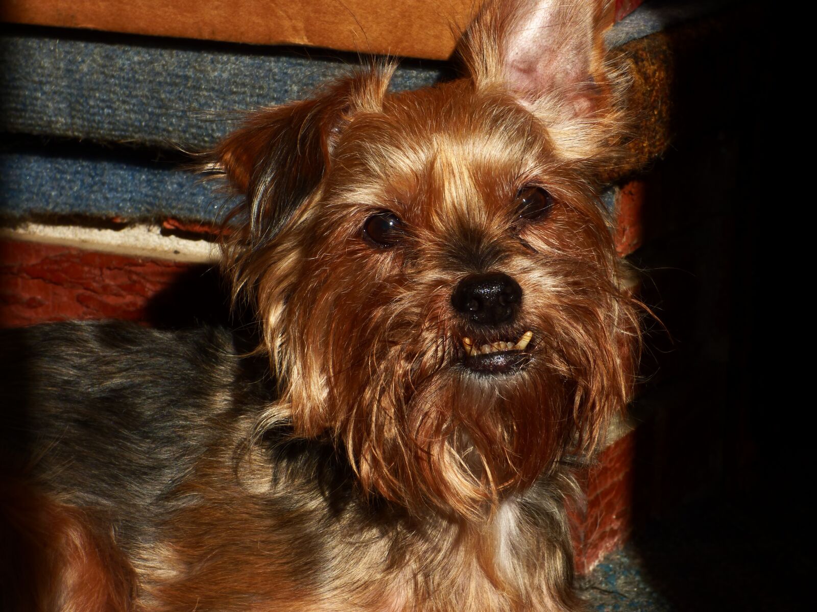 Panasonic Lumix DMC-FZ70 sample photo. Dog, golden, pet photography