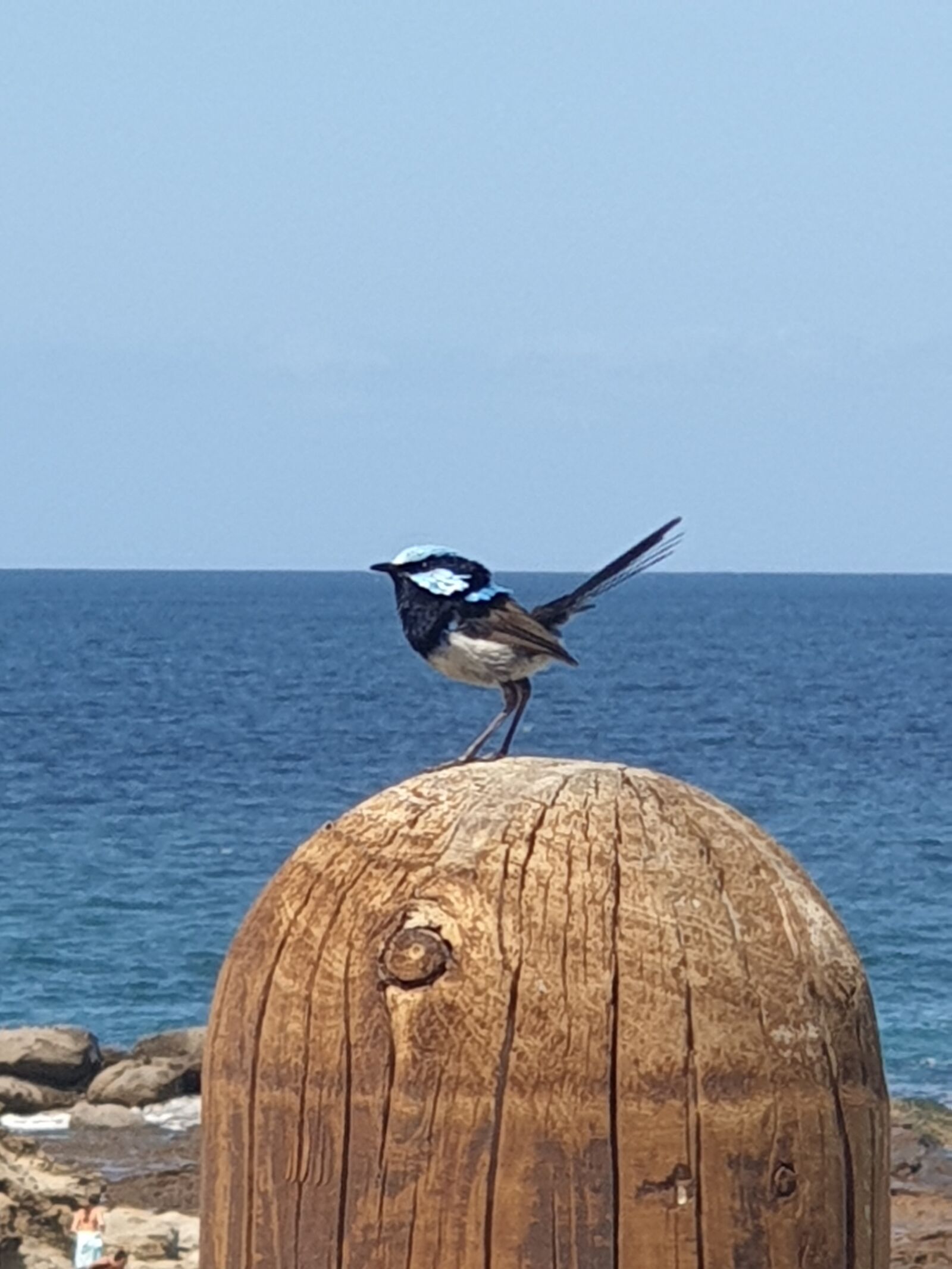 Samsung Galaxy S9+ sample photo. Bird, nature, pole photography