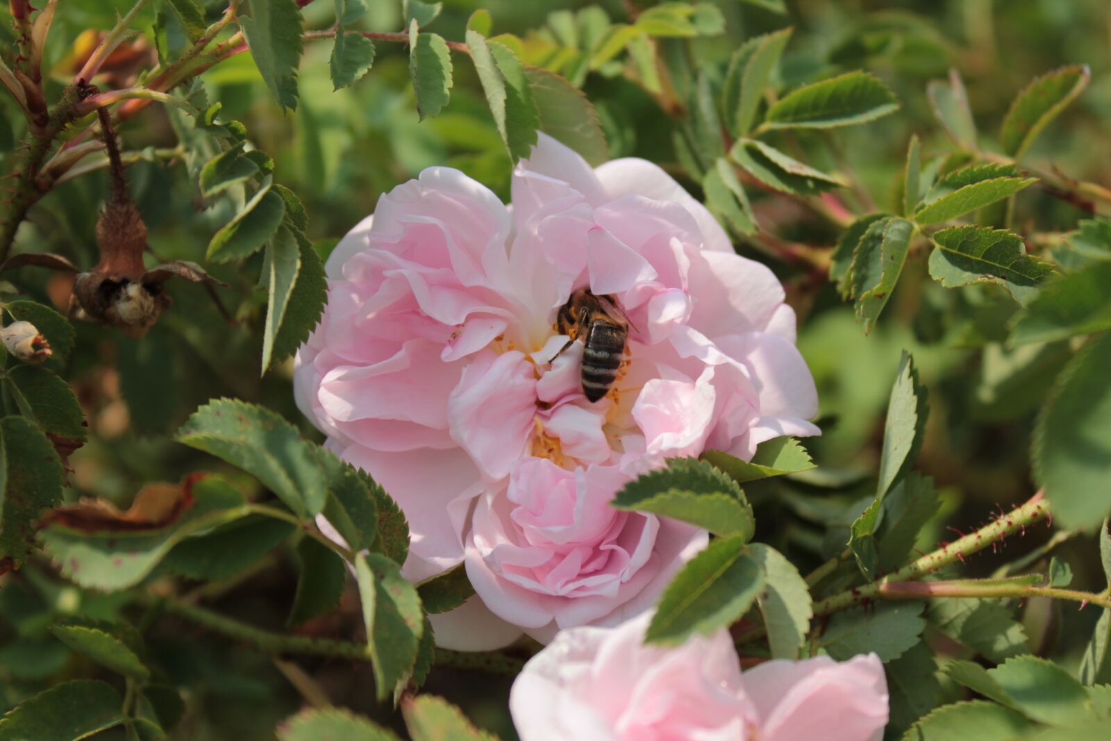 Canon EOS 1300D (EOS Rebel T6 / EOS Kiss X80) sample photo. Flower, bee, bees photography