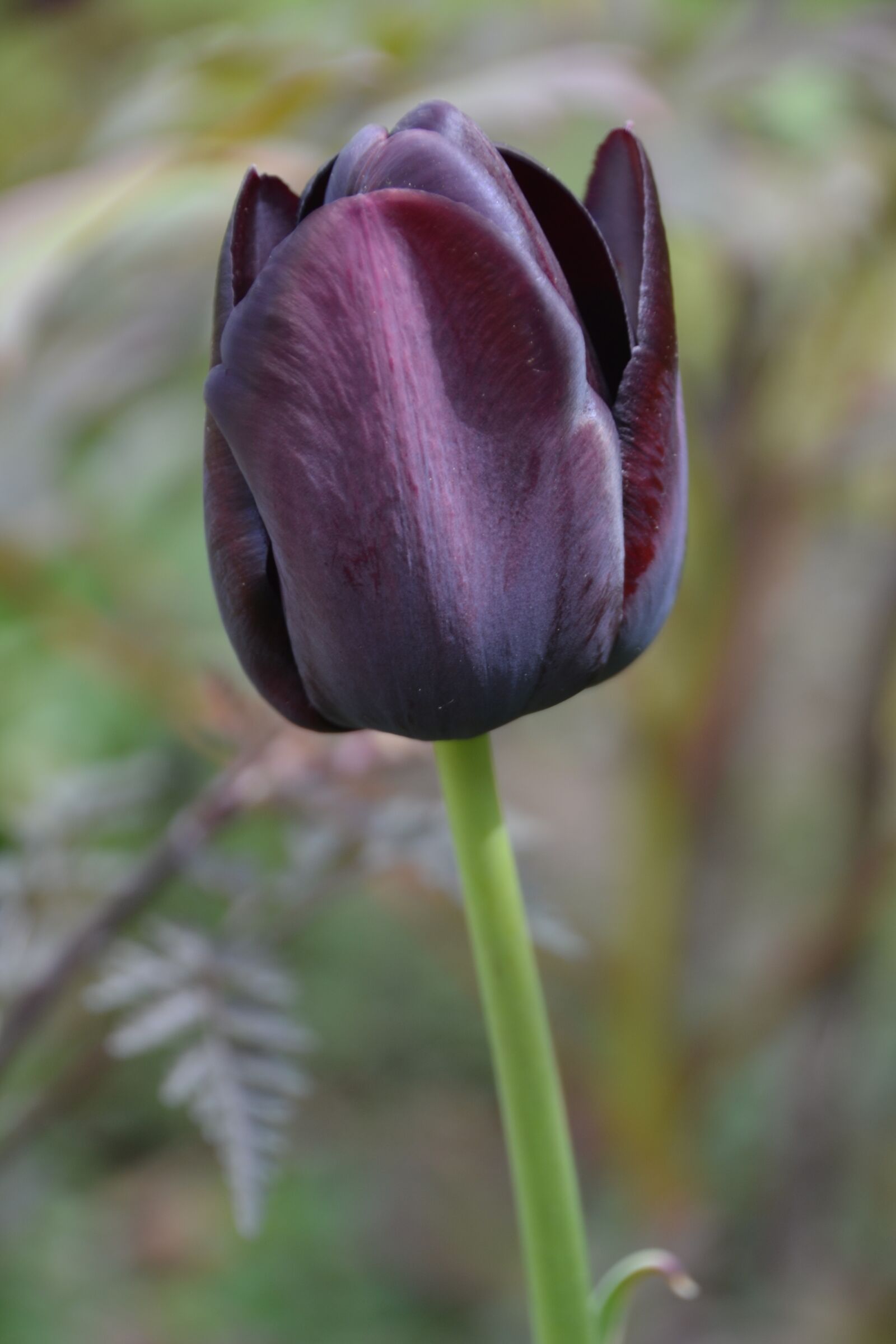 Nikon D3100 sample photo. Tulip, tulipa, spring photography