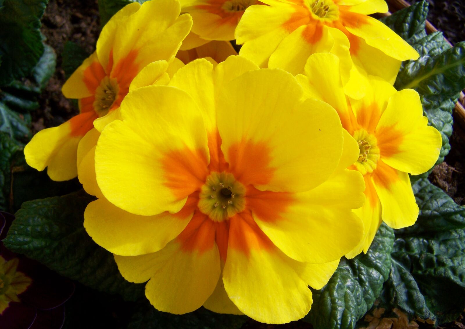 Kodak EASYSHARE ZD710 ZOOM DIGITAL CAMERA sample photo. Primrose, yellow flower, primula photography