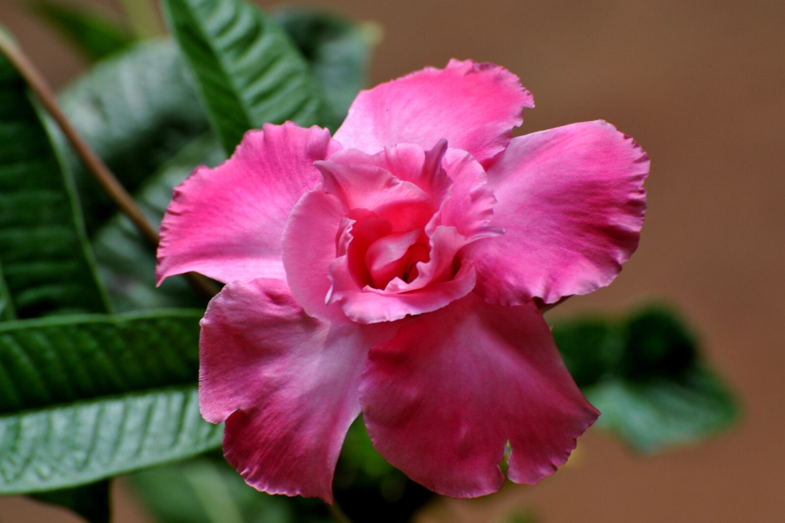 Nikon D3S sample photo. Flowers, colourful, nature photography