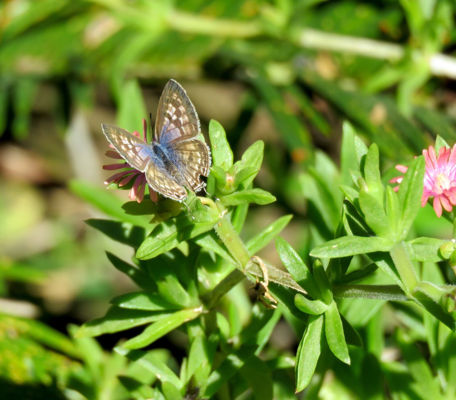 Canon PowerShot SX60 HS sample photo. Butterfly, blue butterfly, blue photography
