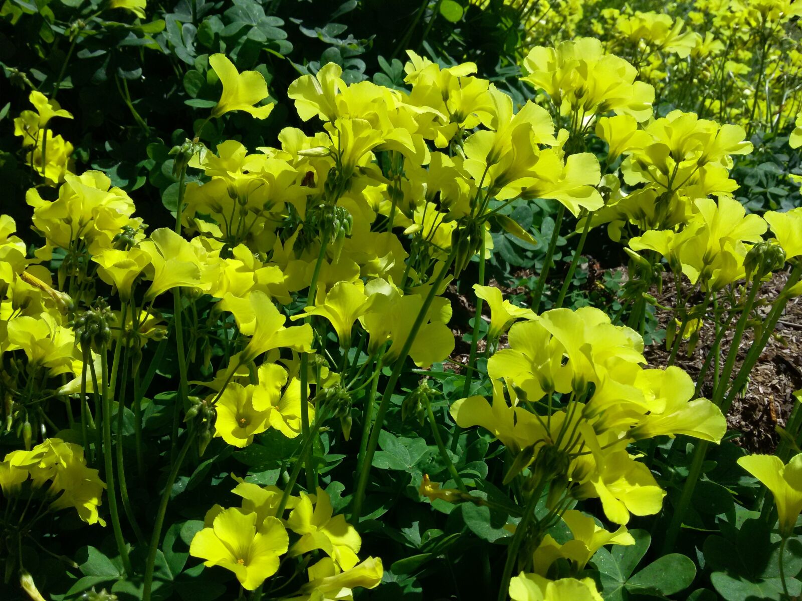 Samsung Galaxy S5 Mini sample photo. Wildflowers, yellow, nature photography