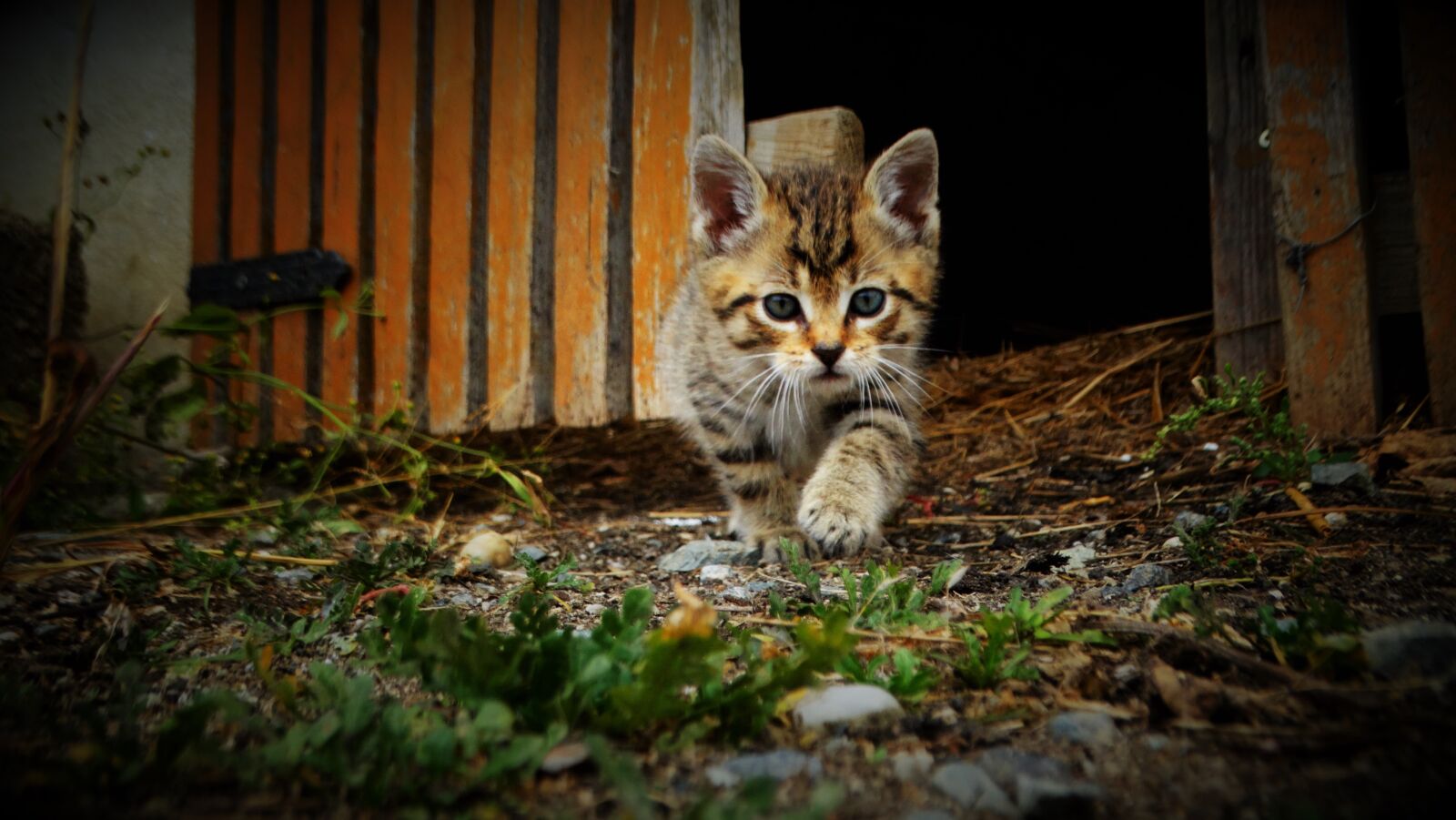 Sony Cyber-shot DSC-HX300 sample photo. Kitten, cat, pet photography