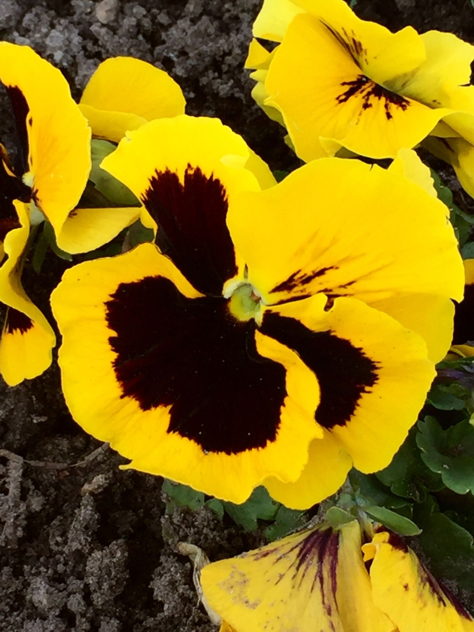 iPhone 6 Plus back camera 4.15mm f/2.2 sample photo. Pansy, flower, blossom photography