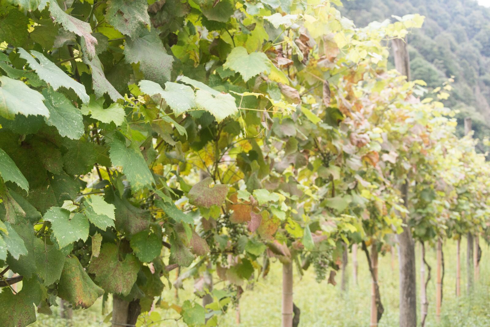 Nikon D7200 sample photo. Grass, grapes, nature photography