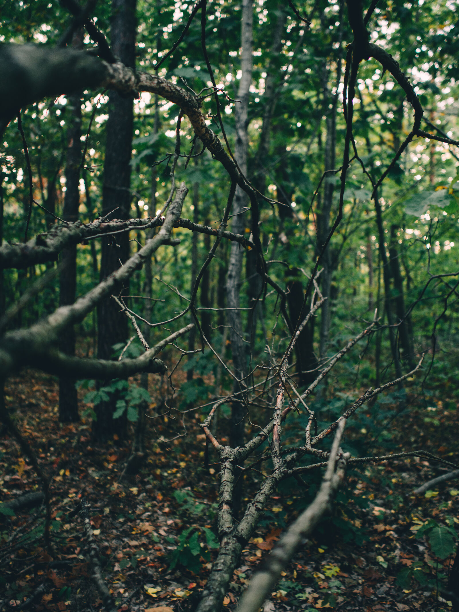 Olympus M.Zuiko Digital 17mm F1.8 sample photo. Branch, branches, creepy, forest photography