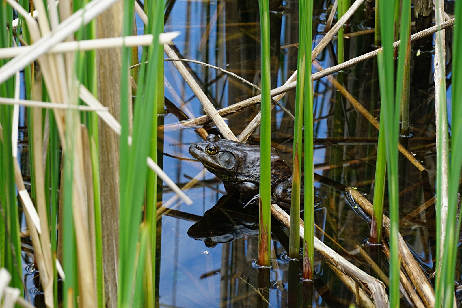 Sony a6000 + Sony E 18-135mm F3.5-5.6 OSS sample photo. Toad, pond, amphibian photography