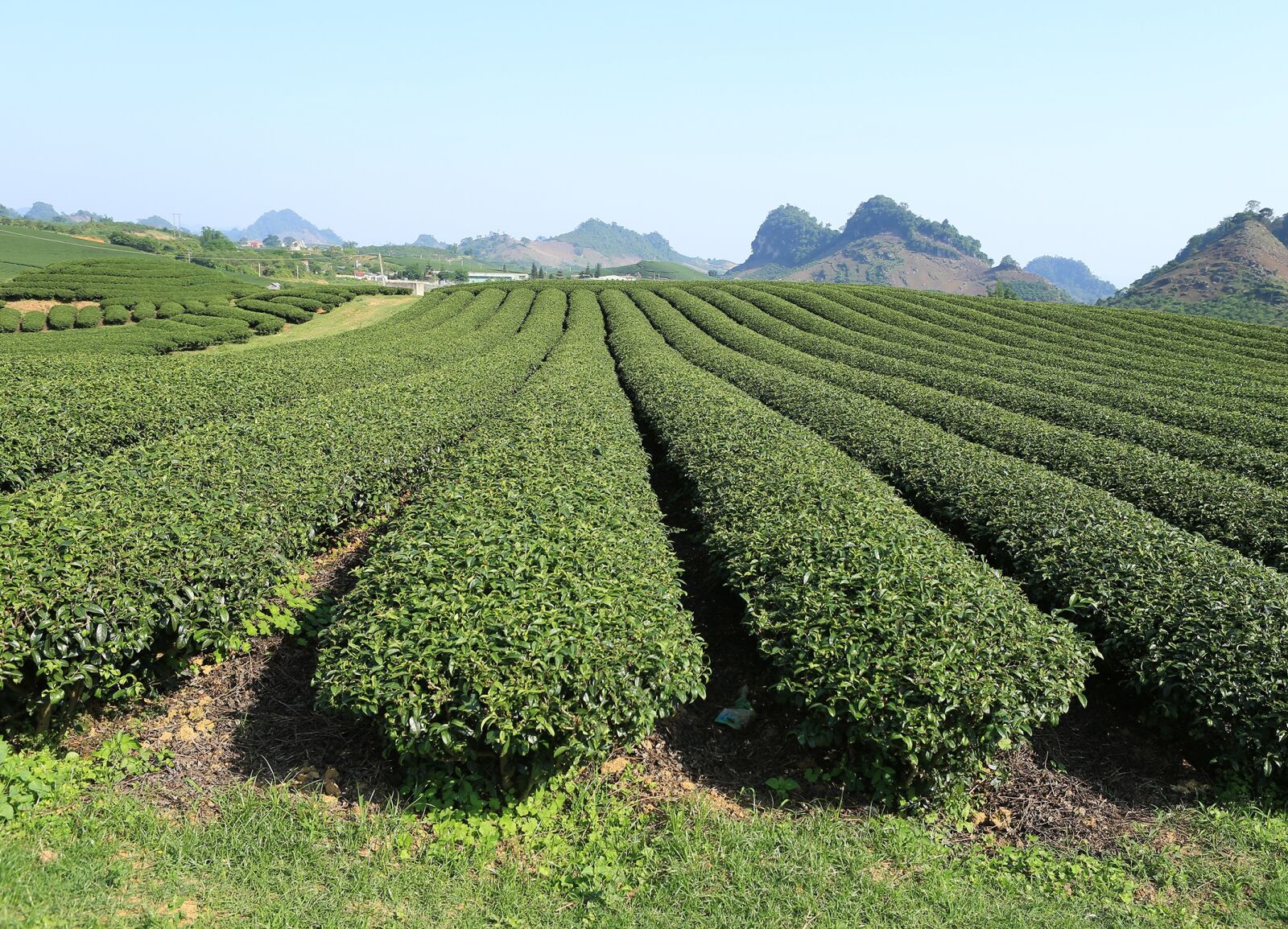 Canon EF 24-70mm F2.8L USM sample photo. Moc chau, son la photography