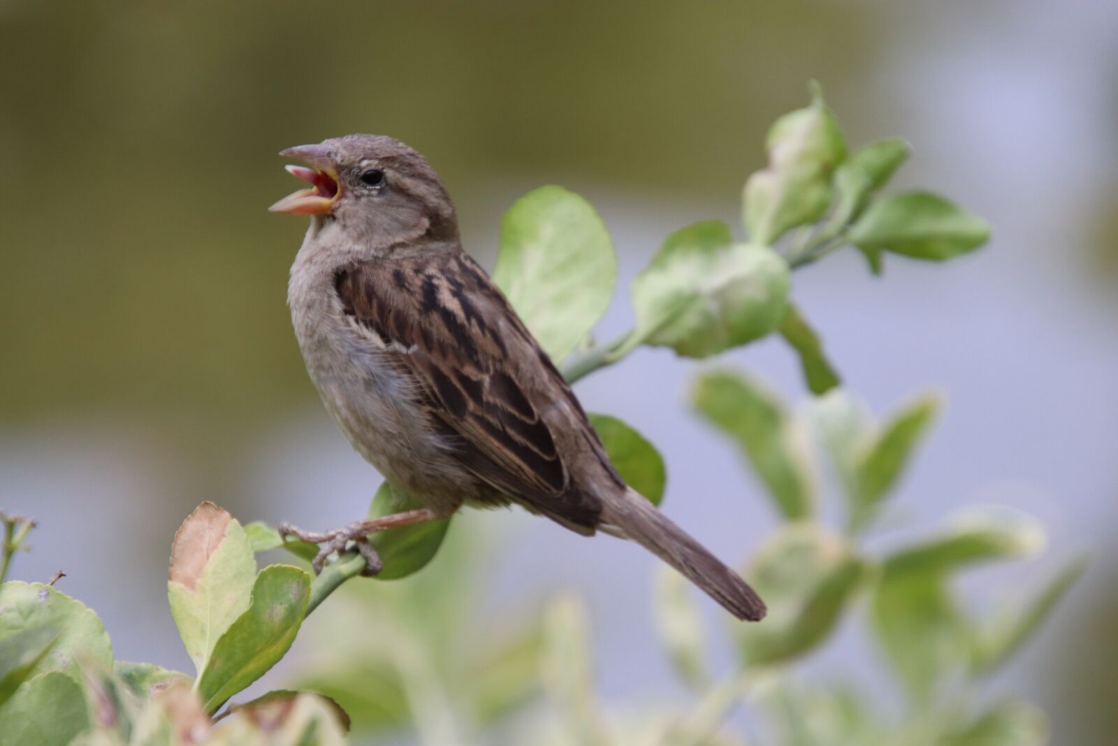 Canon EOS 800D (EOS Rebel T7i / EOS Kiss X9i) sample photo. Sparrow, bird, chick photography