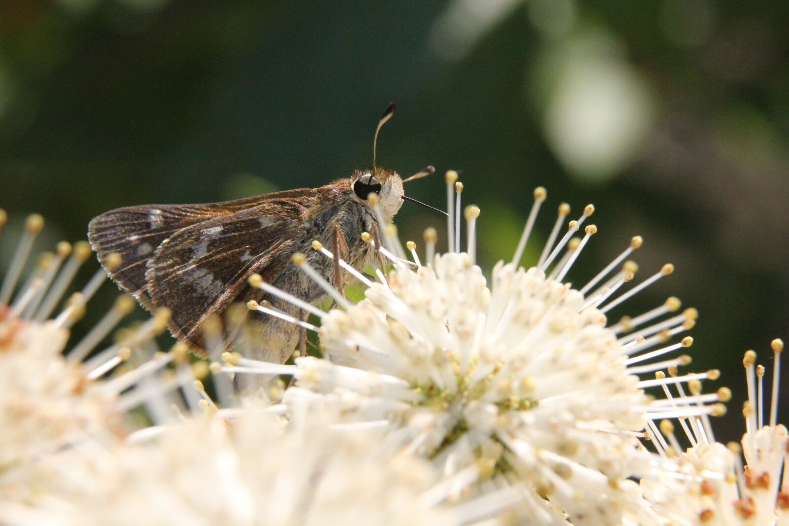 Canon EOS 550D (EOS Rebel T2i / EOS Kiss X4) sample photo. Bug, moth, insect photography