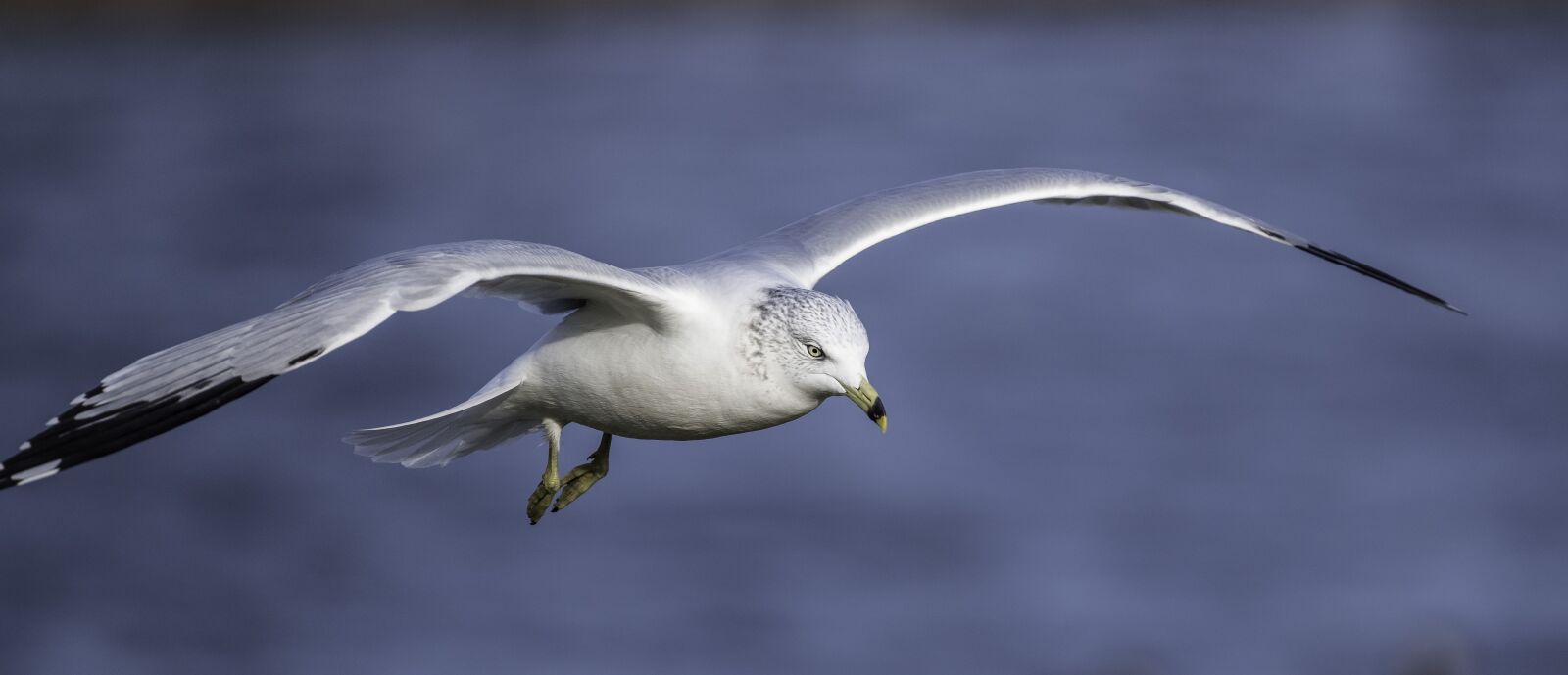 Nikon D750 sample photo. Seagull, gull, flying photography