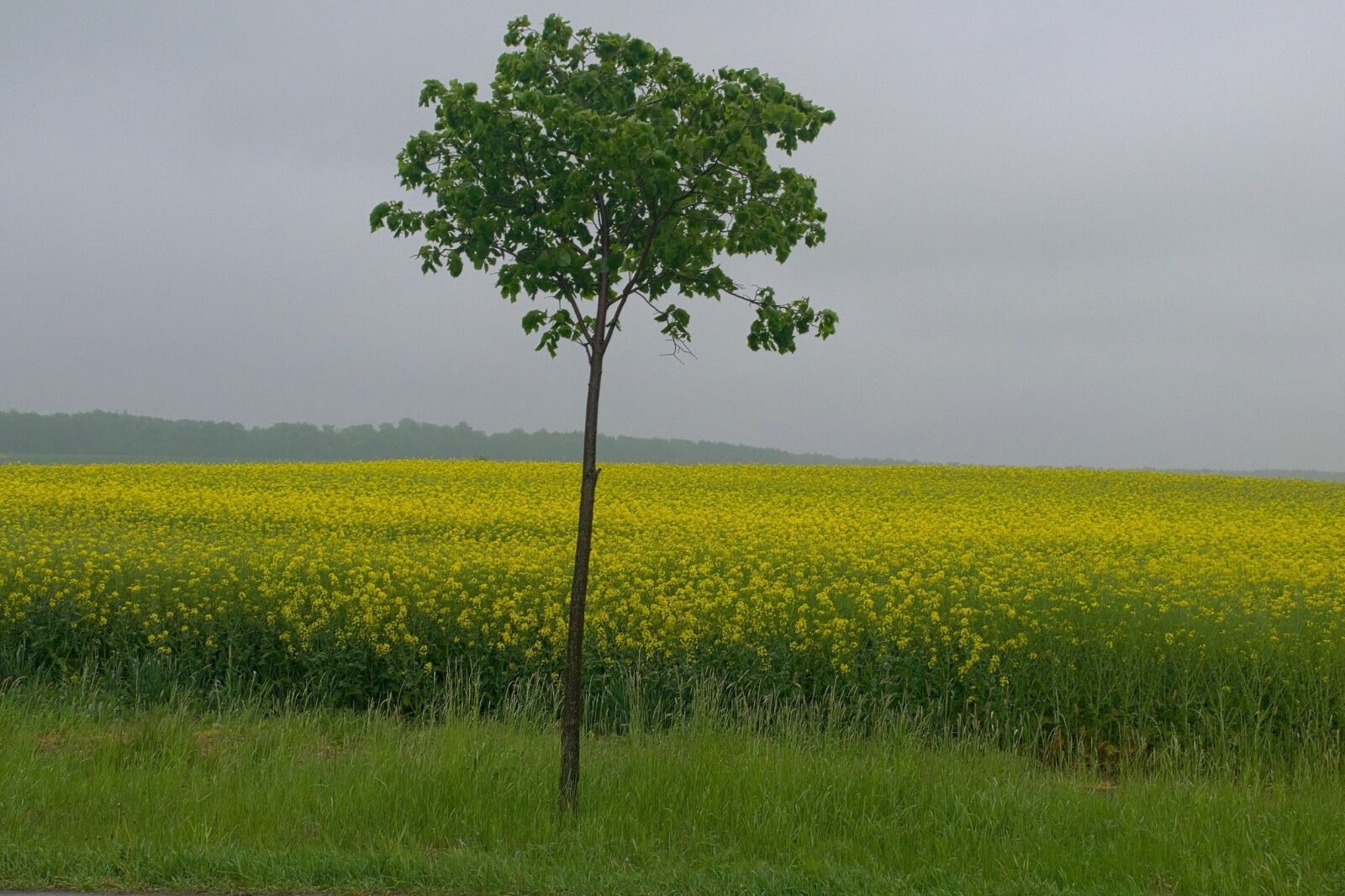 Nikon D3300 sample photo. Rapeseed, landscape, spring photography