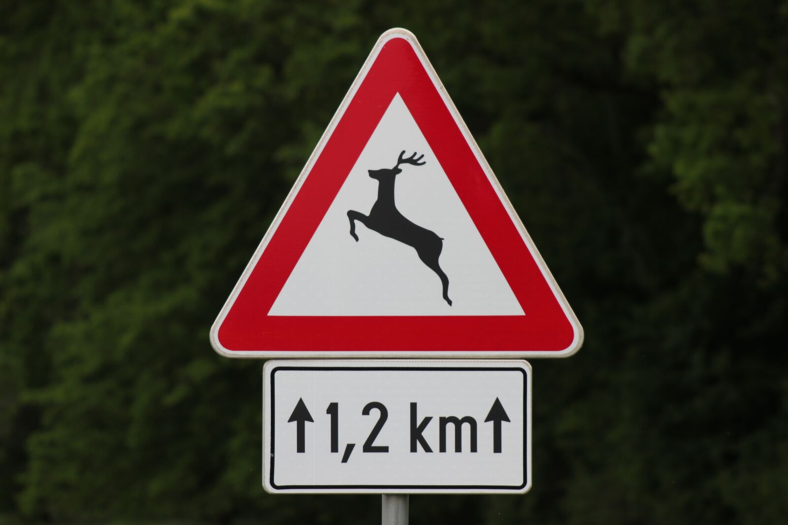 Canon EOS 550D (EOS Rebel T2i / EOS Kiss X4) sample photo. Traffic sign, deer on photography