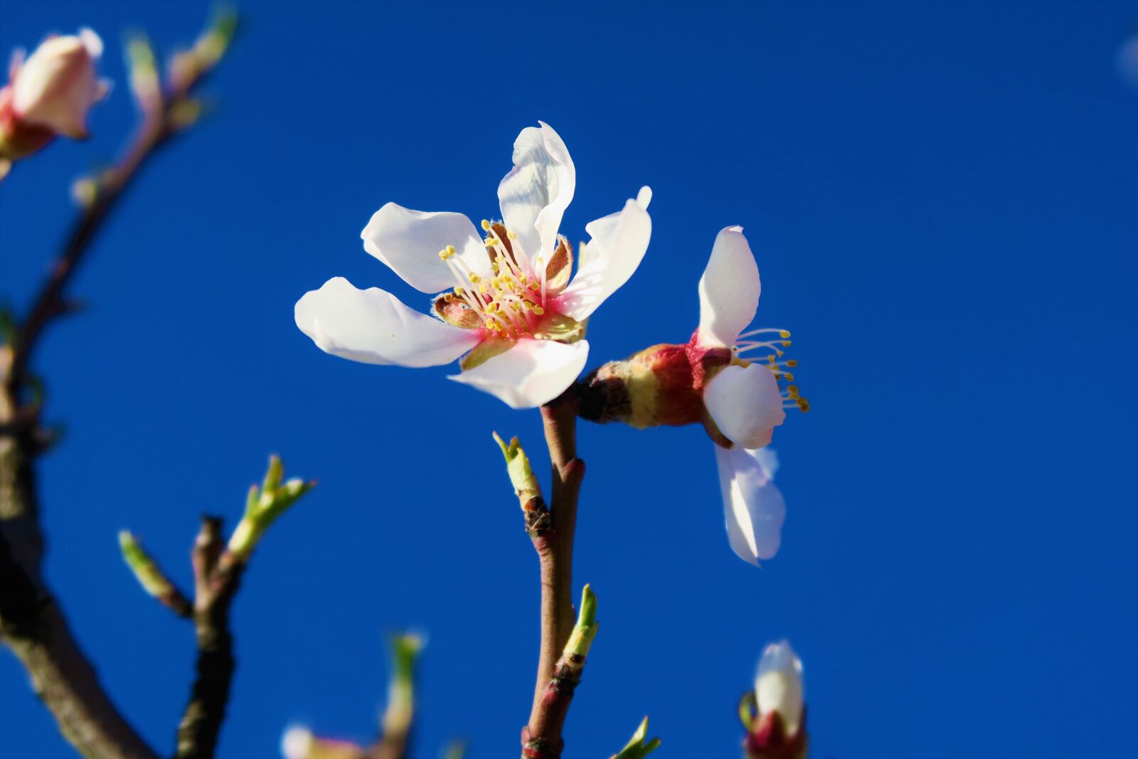 Canon PowerShot G7 X sample photo. Flower, spring, nature photography