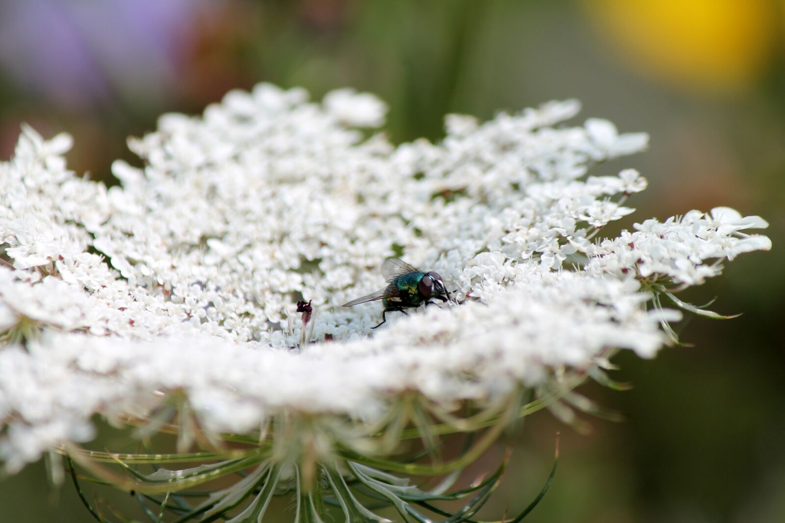 Canon EOS 1100D (EOS Rebel T3 / EOS Kiss X50) sample photo. Moscow, insect, flower photography