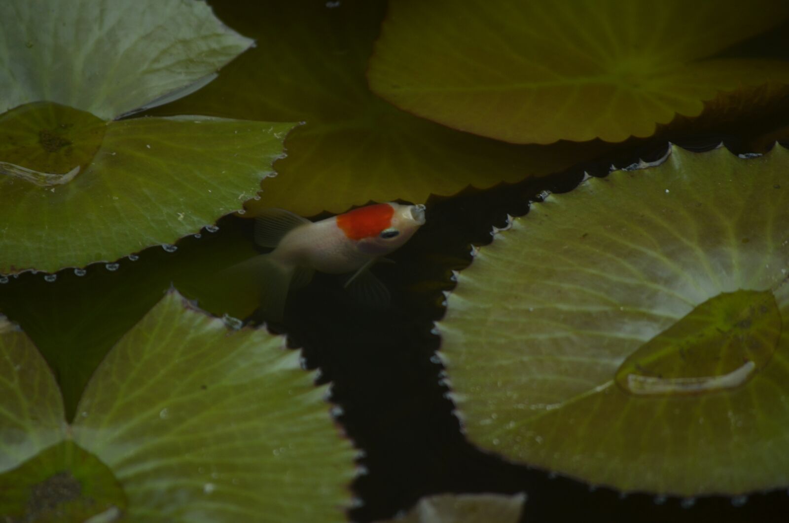 Nikon D5100 sample photo. Goldfish, fish, aquarium photography