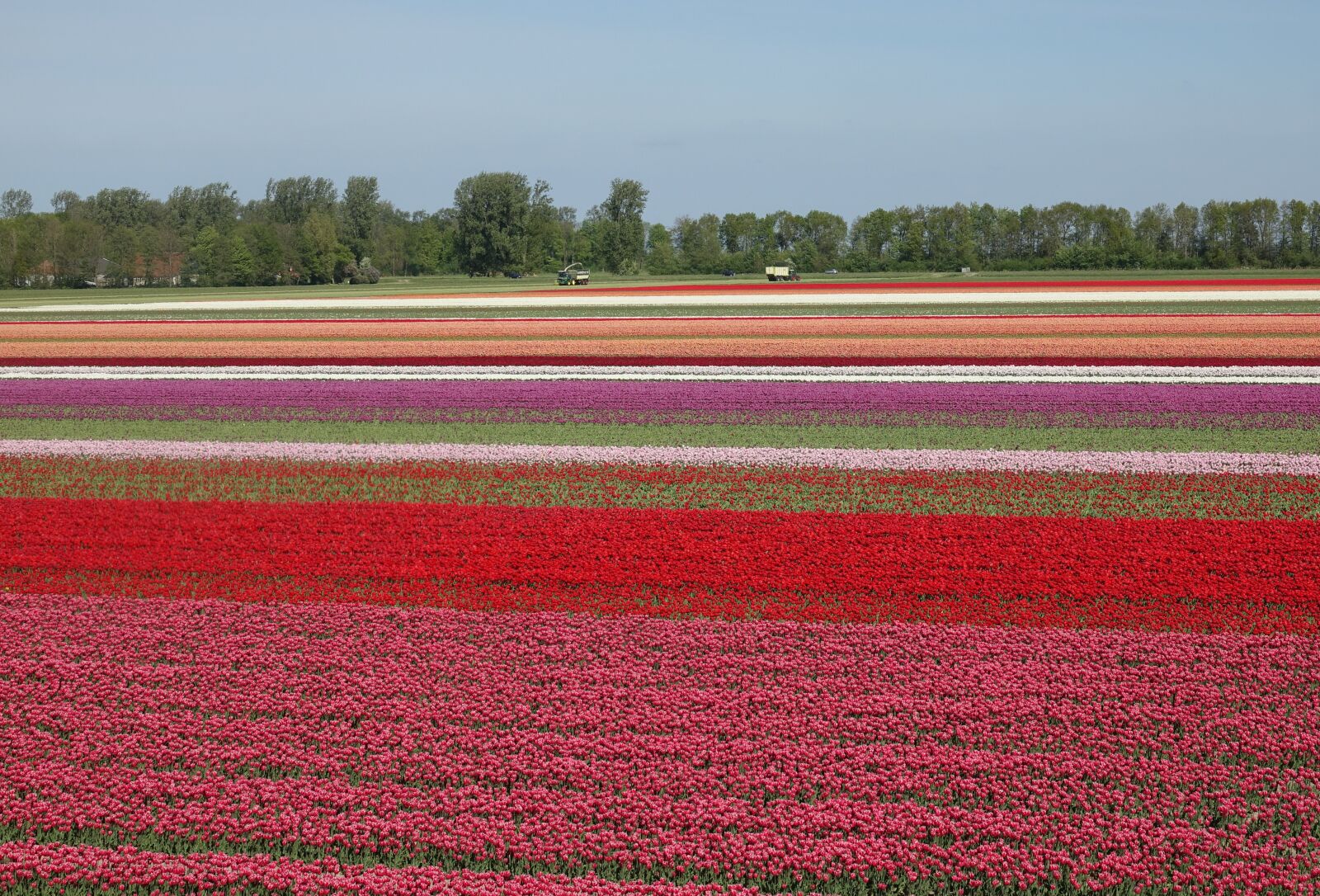Sony Cyber-shot DSC-RX10 III sample photo. Tulips, tulip field, red photography