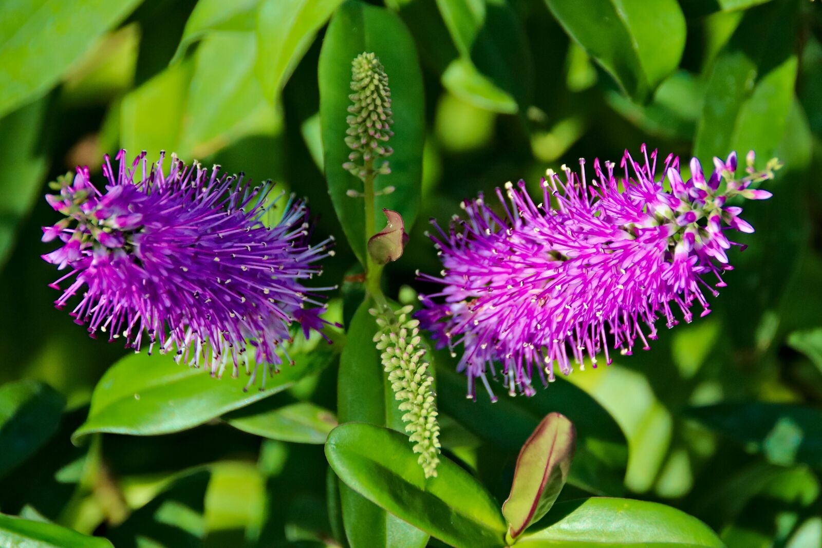 Canon EOS 77D (EOS 9000D / EOS 770D) sample photo. Flower, štětkovec, plant photography