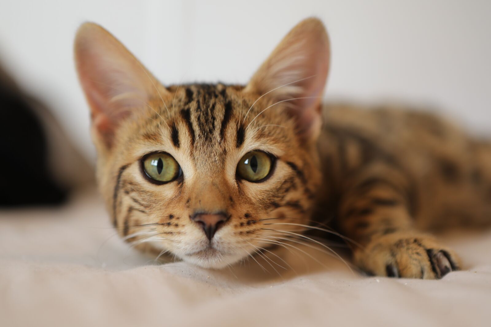Canon EOS 5D Mark IV sample photo. Cat, funny cat, cute photography