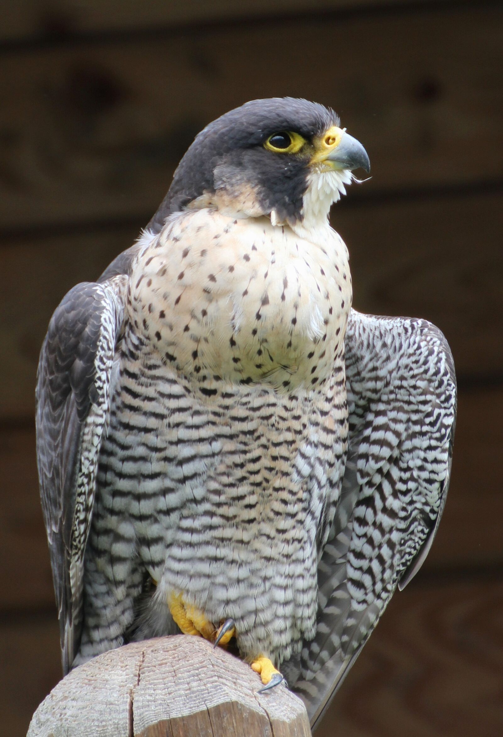 Canon EOS 600D (Rebel EOS T3i / EOS Kiss X5) sample photo. Cooper's hawk, bird, raptor photography
