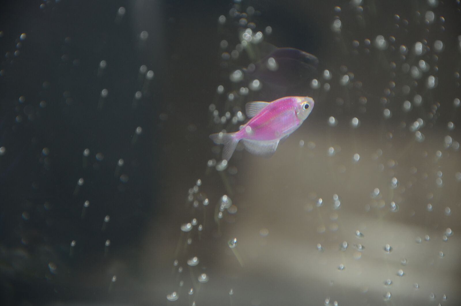 Nikon D7000 sample photo. Fish, aquarium, pink fish photography