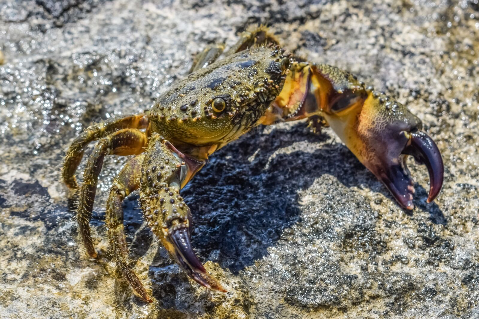 Nikon D3300 sample photo. Crab, animal, sea photography