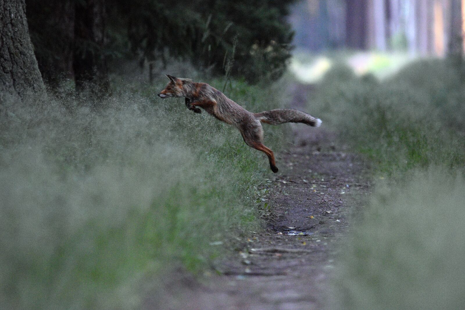 Nikon D3400 sample photo. Fox, jump, hunting photography