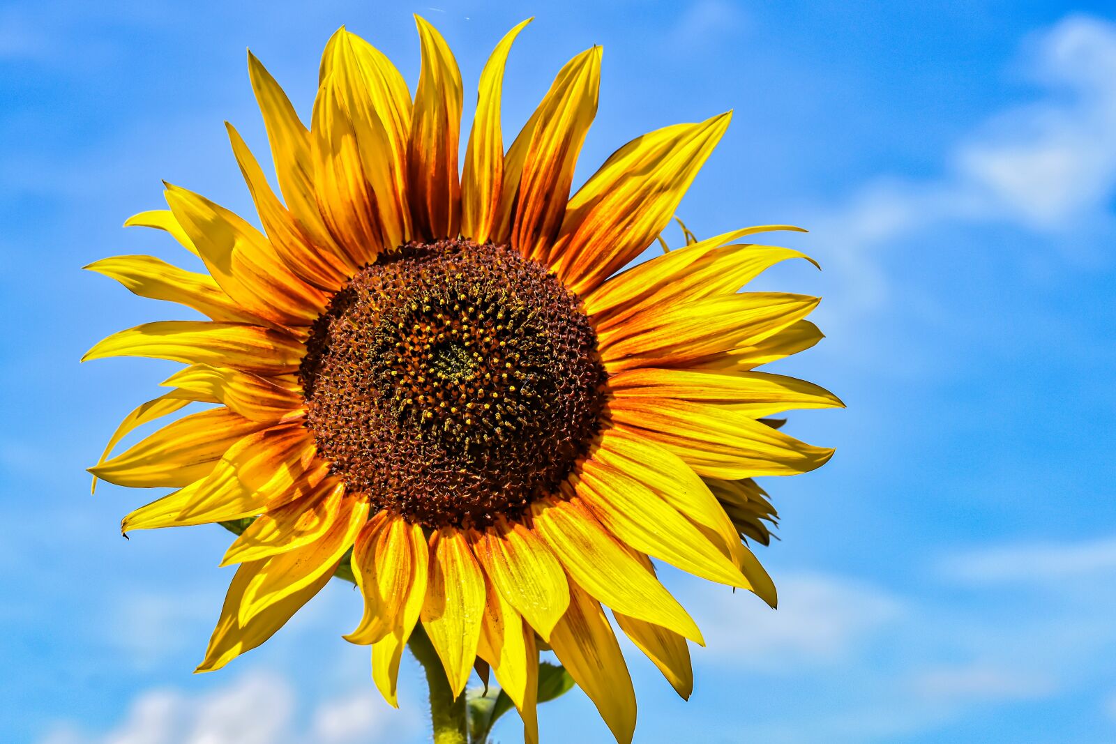 Nikon D7200 sample photo. Sunflower, summer, yellow photography