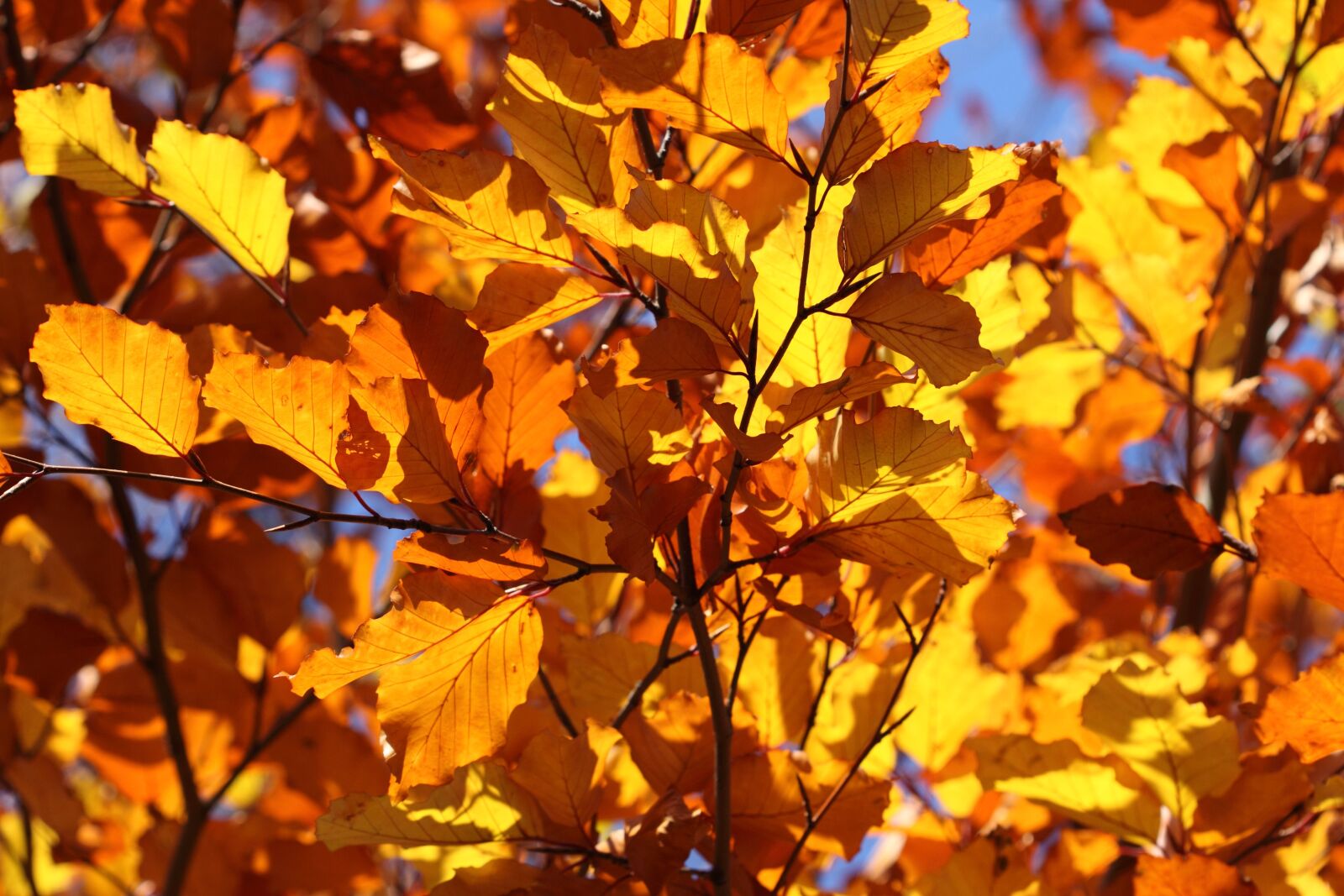 Canon EOS 50D sample photo. Autumn, fall, leaf, leaves photography