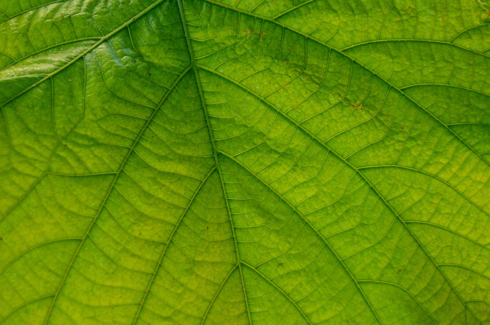 Nikon D3200 sample photo. Leaf, great, nature photography