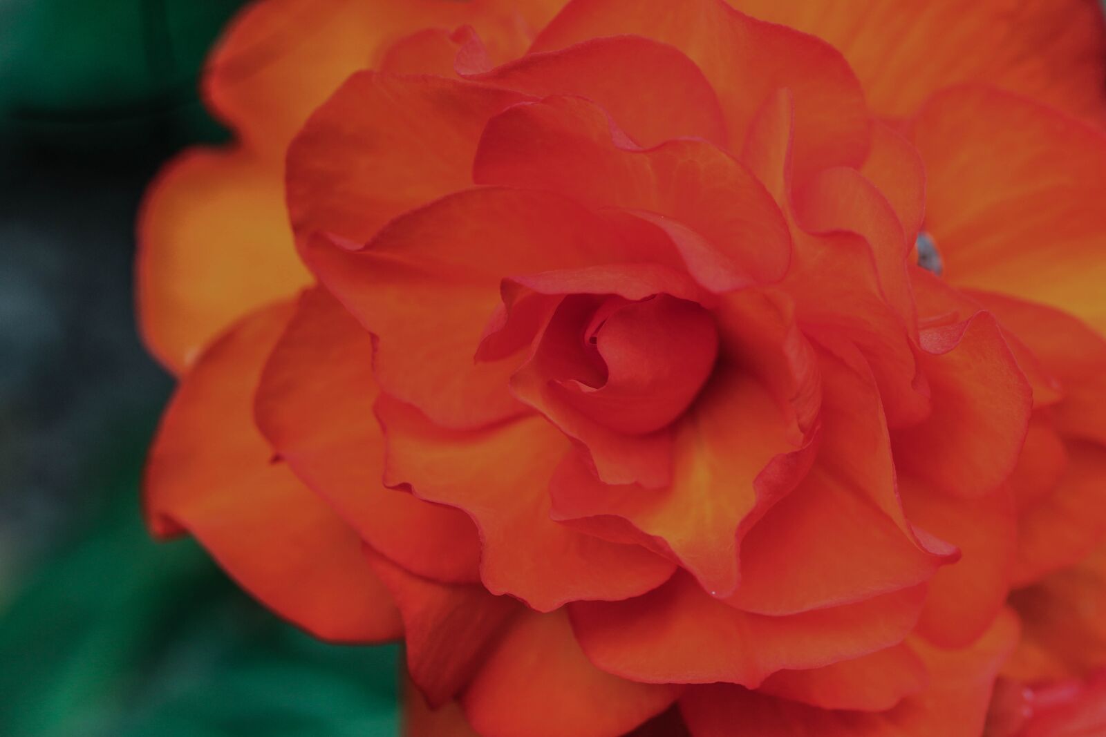 Canon EOS 7D Mark II sample photo. Flower, summer flower, garden photography