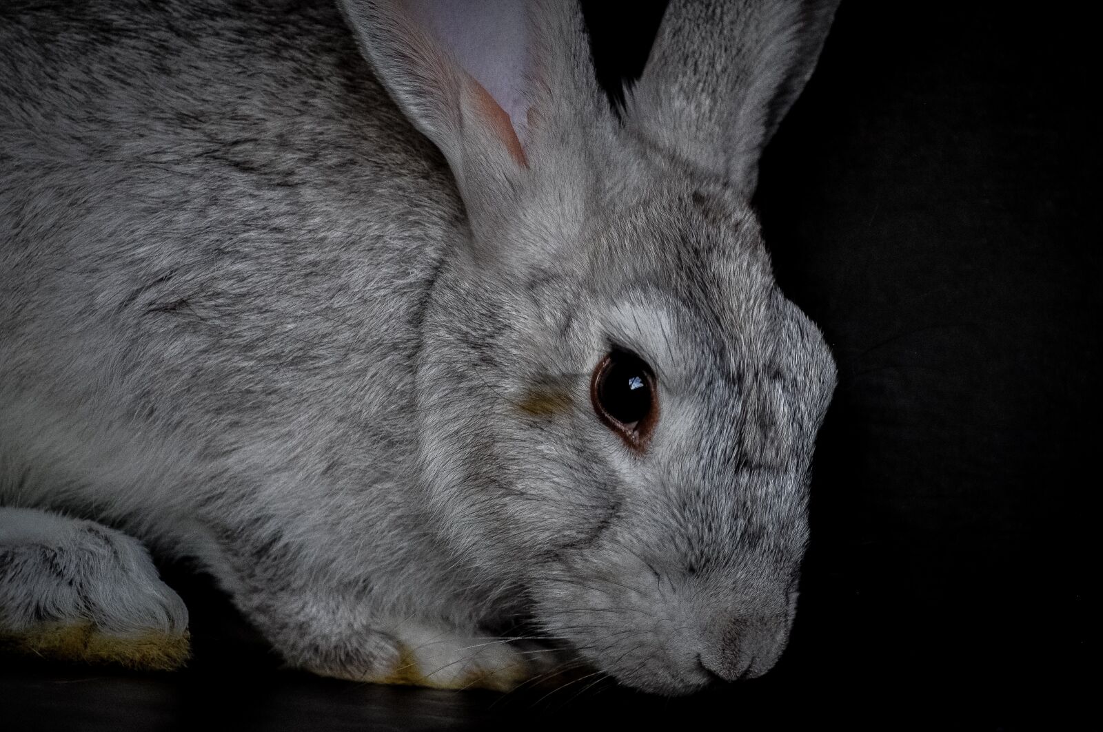 Nikon D5000 sample photo. Rabbit, fur, wildlife photography