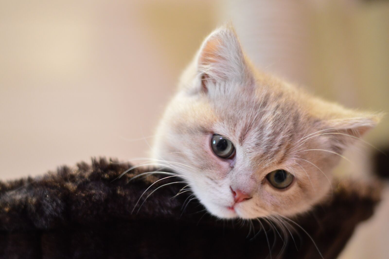 Nikon D3200 sample photo. Cat, cute, kitty photography