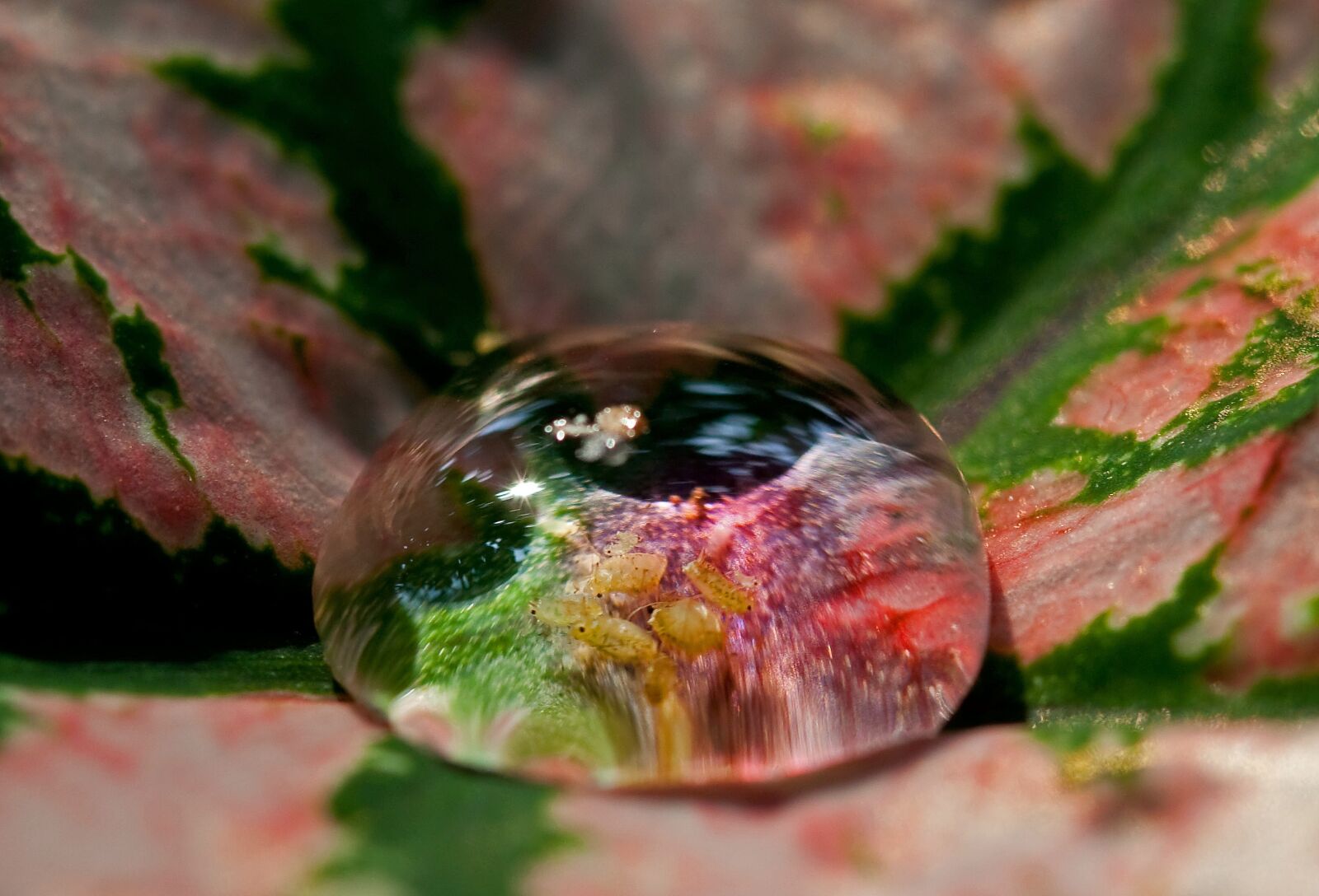 Canon EOS 1000D (EOS Digital Rebel XS / EOS Kiss F) sample photo. Water, drop, insect photography